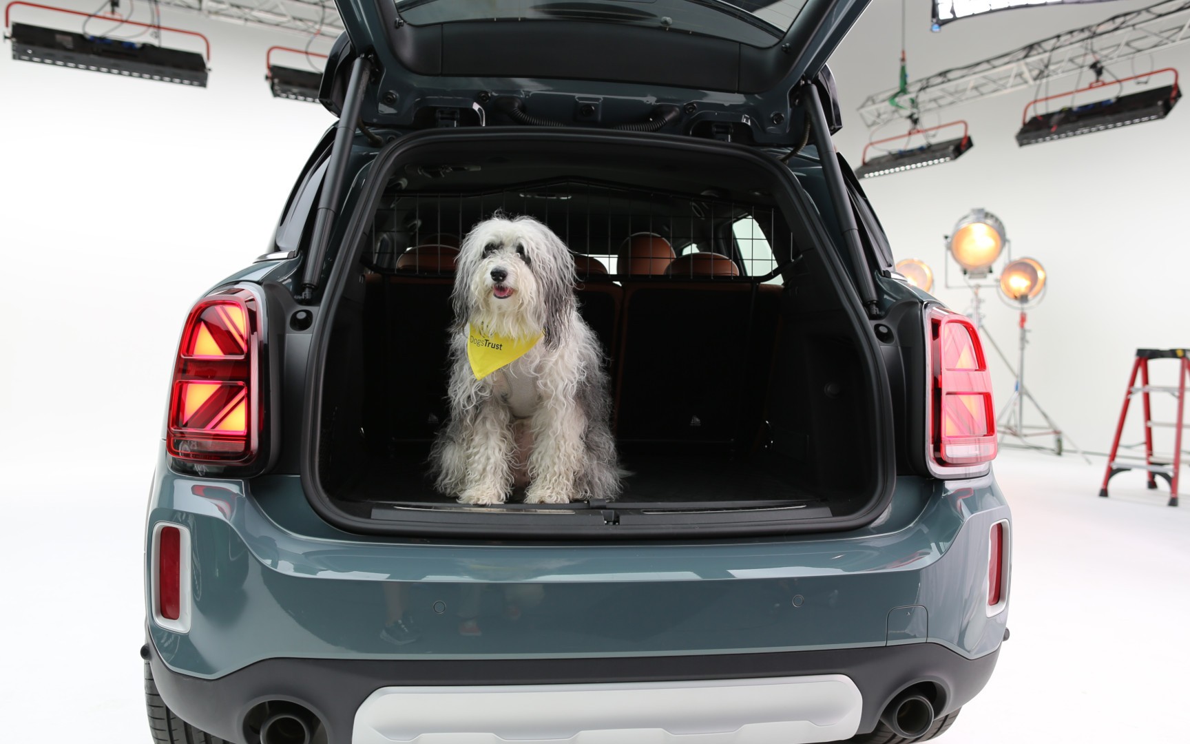 dog looking through car